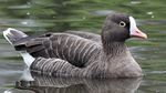Lesser white fronted goose (Anser erythropus) (5).JPG