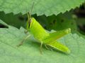 A juvenile Patanga japonica