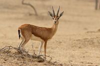 Chinkara - Shreeram M V - Bikaner.jpg