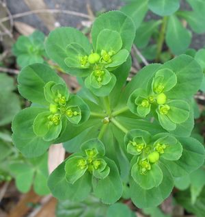 Euphorbia helioscopia2.jpg