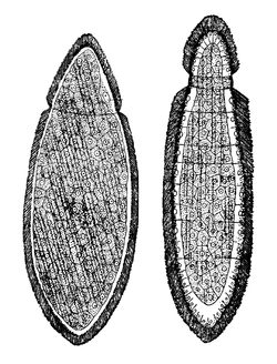 Orthonetida dict flat and cylinder.png