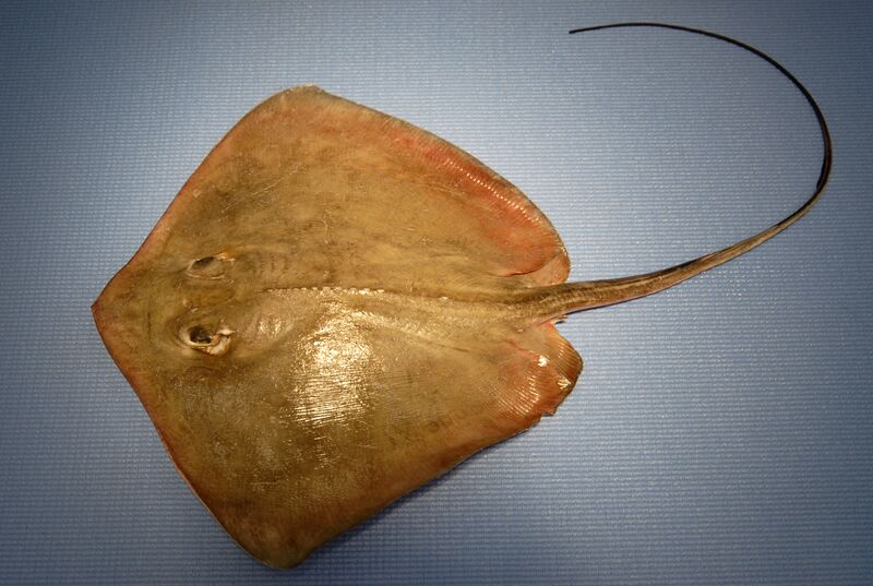 ملف:Dasyatis americana NOAA.jpg