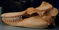 skull