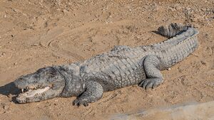 PK Kirthar NP asv2020-02 img25.jpg