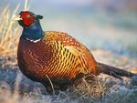 Phasianus colchicus 2 tom (Lukasz Lukasik).jpg