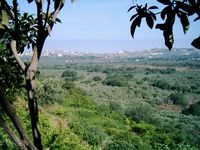 سهول الكورة.