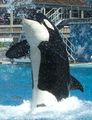 0703 SD orca squirt.jpg