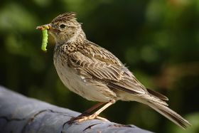 صورة معبرة عن الموضوع قبرة (جنس طيور)