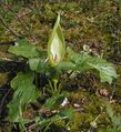 A. maculatum