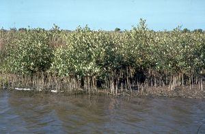 Avicennia germinans.jpg