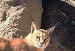 Caracal large.jpg