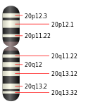 Chromosome 20.svg