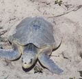 ترسة ريدلي كمپ (Lepidochelys kempii)