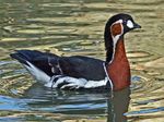 Red-breasted Goose (Branta ruficollis) RWD2.jpg