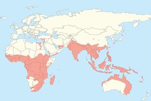 Worldwide distribution of Pteropodidae.jpg