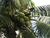 Coconut green.JPG