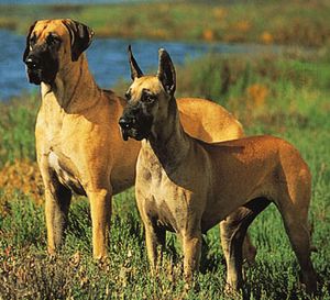Odogs00047p4.jpg