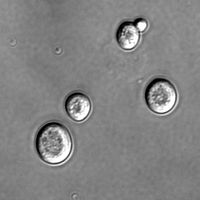 S cerevisiae under DIC microscopy.jpg