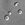 S cerevisiae under DIC microscopy.jpg
