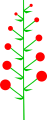 Indeterminate inflorescence with a perfect acropetal maturation.