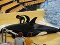 Orcas at Loro Parque 03.JPG