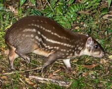 Paca o Tepezcuintle (Cuniculus paca)
