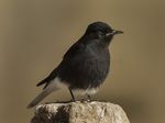 Black Wheatear - Merzouga Marocco 07 3429 (19400616192).jpg