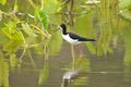 Hawaiian Stilt on Kauai, هاوائي