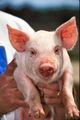Pig USDA01c0116.jpg