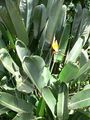 Strelitzia reginae2.jpg