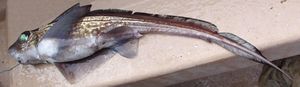Chimaera monstrosa deep sea.jpg