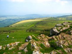 Trees on a hilltop, with a grey dry stone wall running horizontally across the picture. Grass in the foreground.