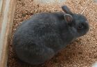 Enderby Island Rabbit.jpg