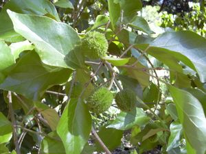 Starr 040105-0093 Croton guatemalensis.jpg