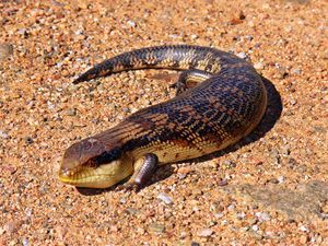 Blue-toungued skink444.jpg