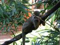 At the Phoenix Zoo.
