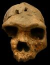 Homo heidelbergensis.jpg