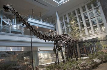 CM Diplodocus.jpg