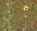 Hibiscus panduriformis in Kawal Wildlife Sanctuary, الهند.