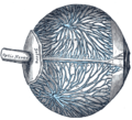 The veins of the choroid.