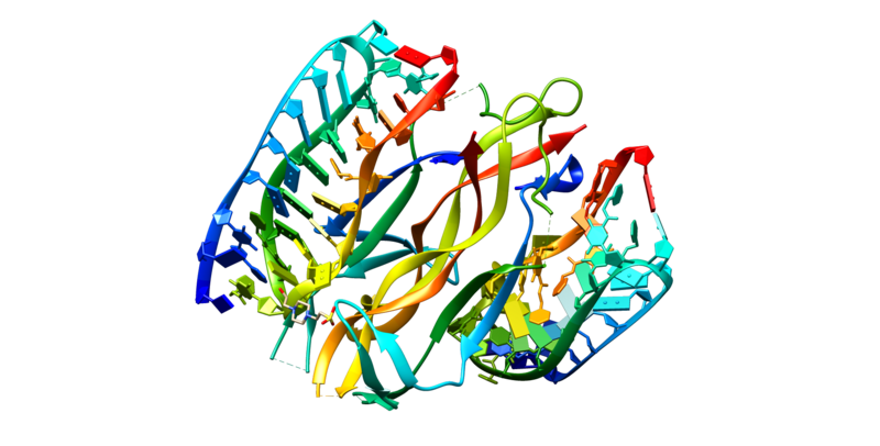 ملف:NGF protein.png