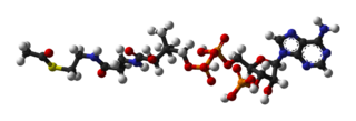Acetyl-CoA-3D-balls.png