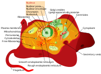 Animal cell structure.svg