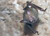 Bat in a Cave.jpg