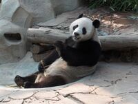 Panda at ChiangMai zoo-KayEss-1.jpeg