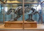 Scelidotherium leptocephalum fossil. Muséum national d'histoire naturelle, باريس