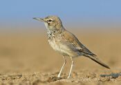 Greater Hoopoe Lark - Kutch, crop.jpg