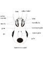 Figure 1 Head Posterior view