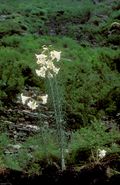 Lil regale 01Infl China Sichuan Wolong 18 06 04.jpg
