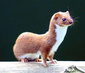 Mustela nivalis -British Wildlife Centre-4.jpg